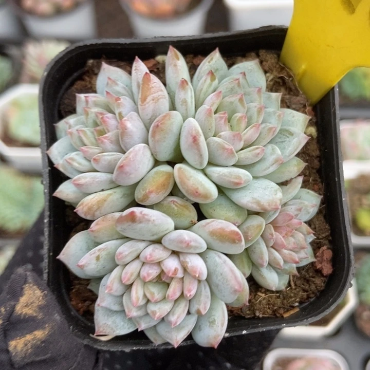 6110玉芙蓉多肉植物保护
