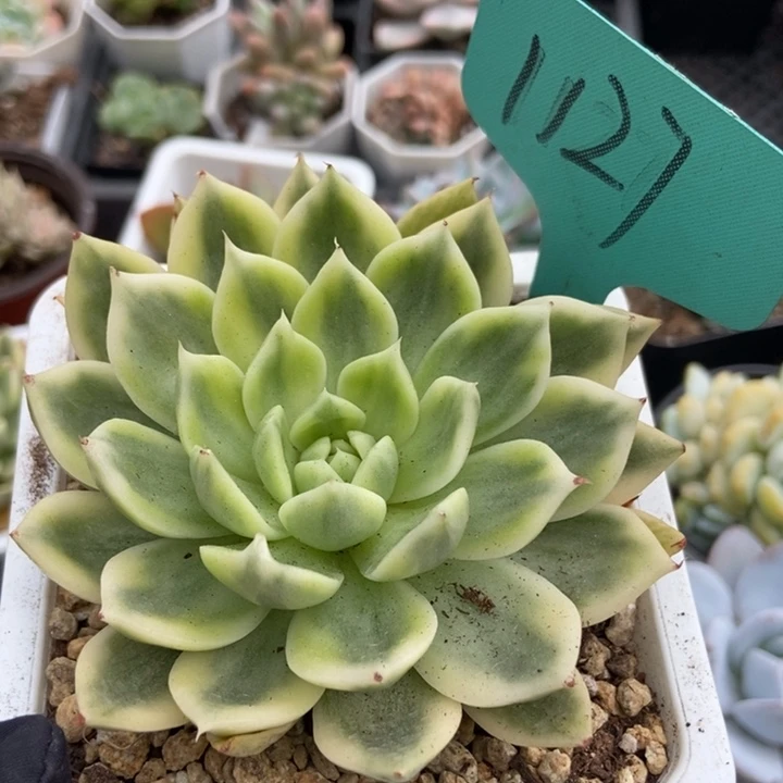 1127蝴蝶飞锦多肉植物