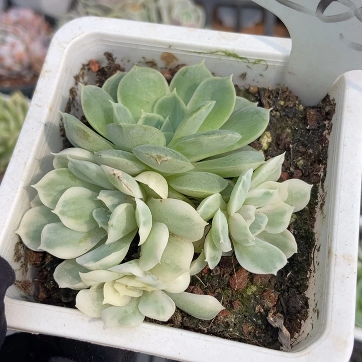 205昂斯诺锦多肉植物保护