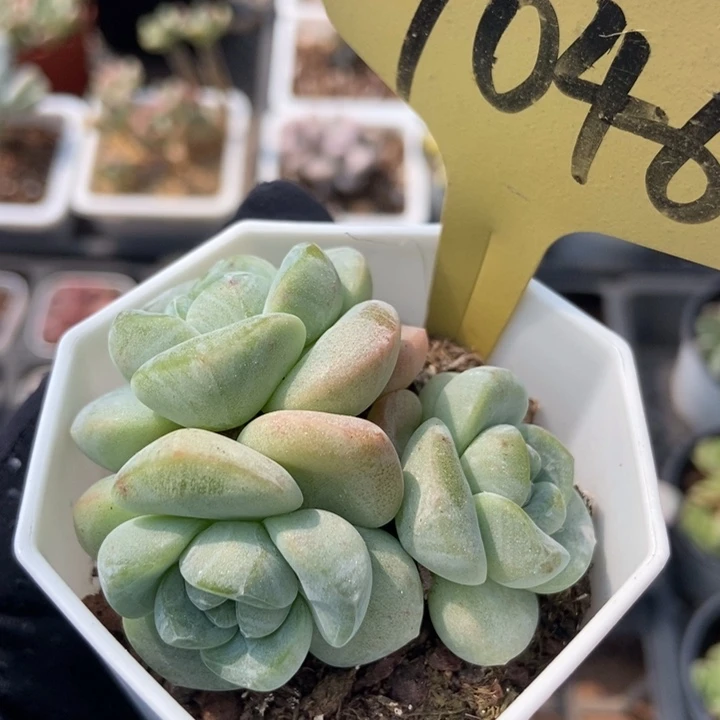 7046冰玉多肉植物纤维