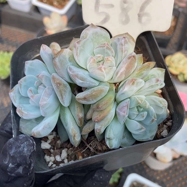 586星影多肉植物保护