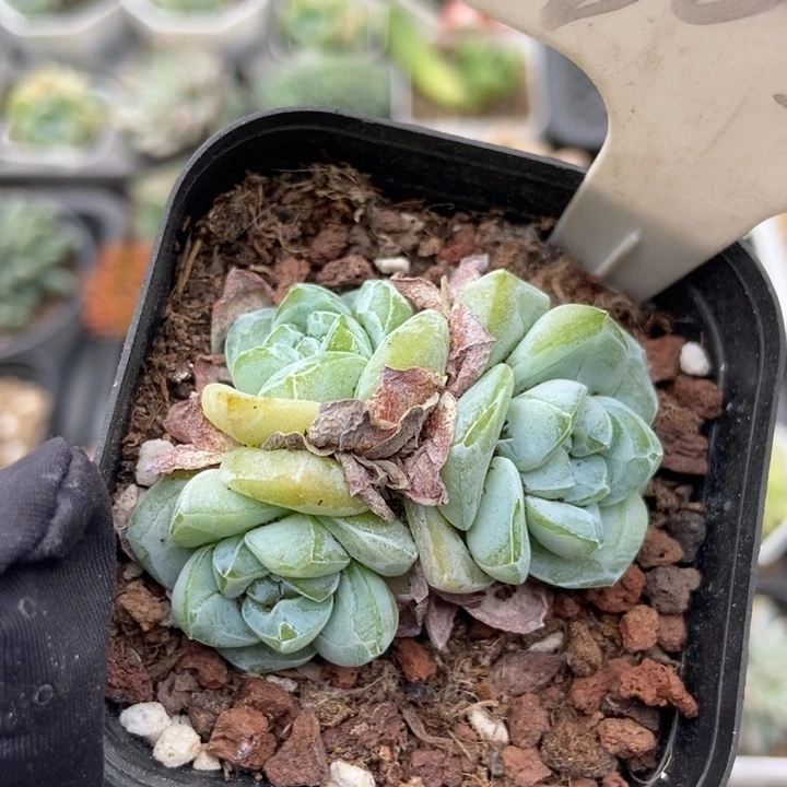 1058冰玉多肉植物保护