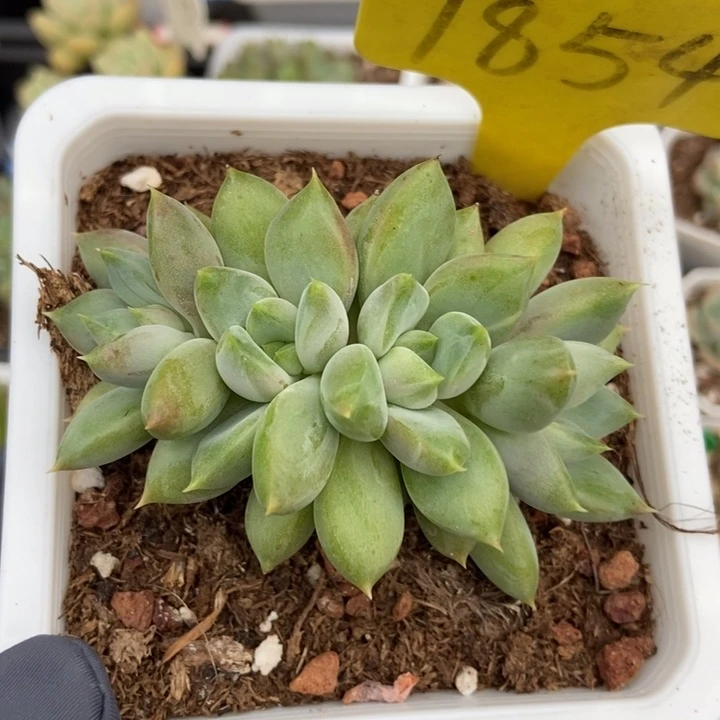 1854红象牙多肉植物保护