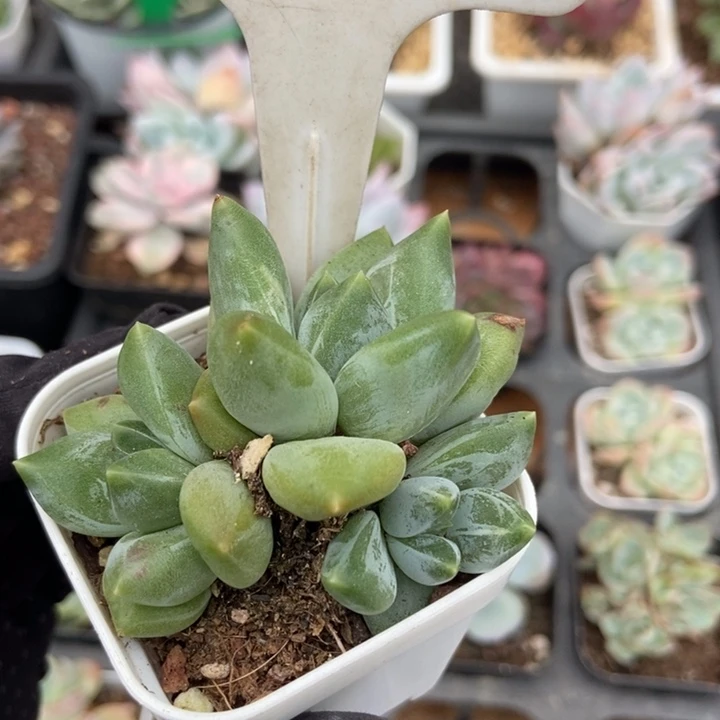 954重楼多肉植物保护