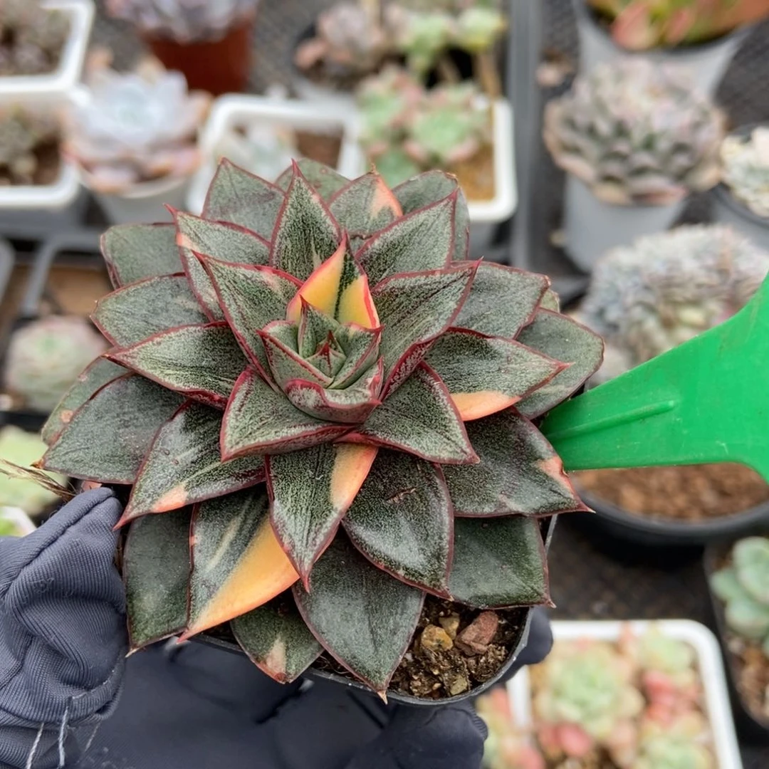 1661麒麟座锦多肉植物保护