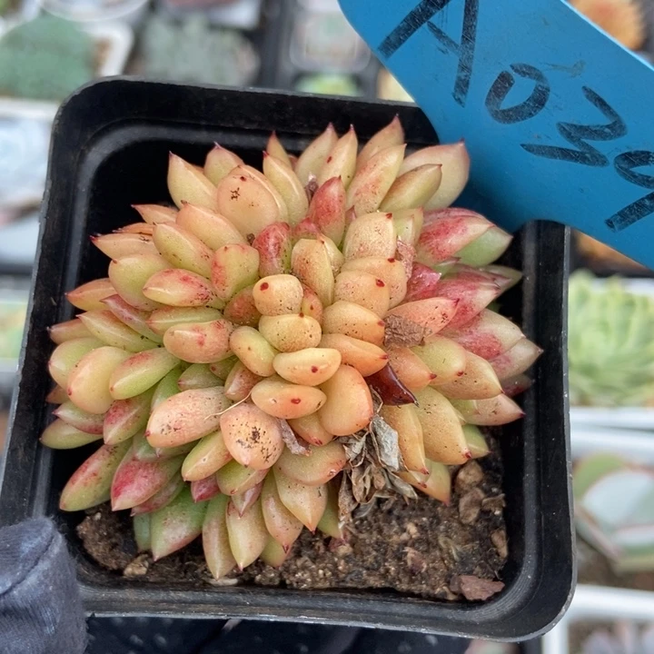 039红国王缀多肉植物