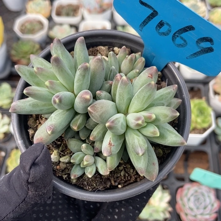 7069乌拉克拉多肉植物