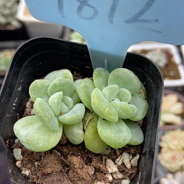 1812冰玉石化多肉植物