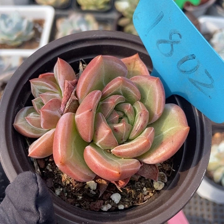1802香槟多肉植物