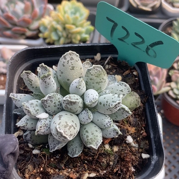 7226海豹多肉植物