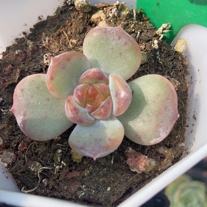 2087红恋多肉植物保护