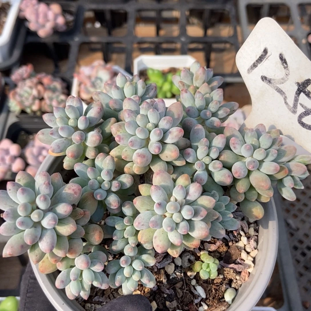 1256婴儿手指多肉植物保护