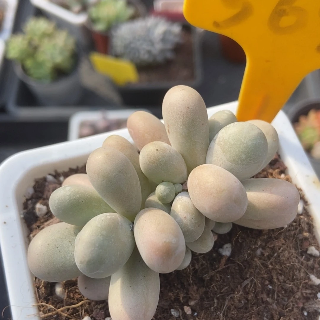 569彩虹奶多肉植物保护