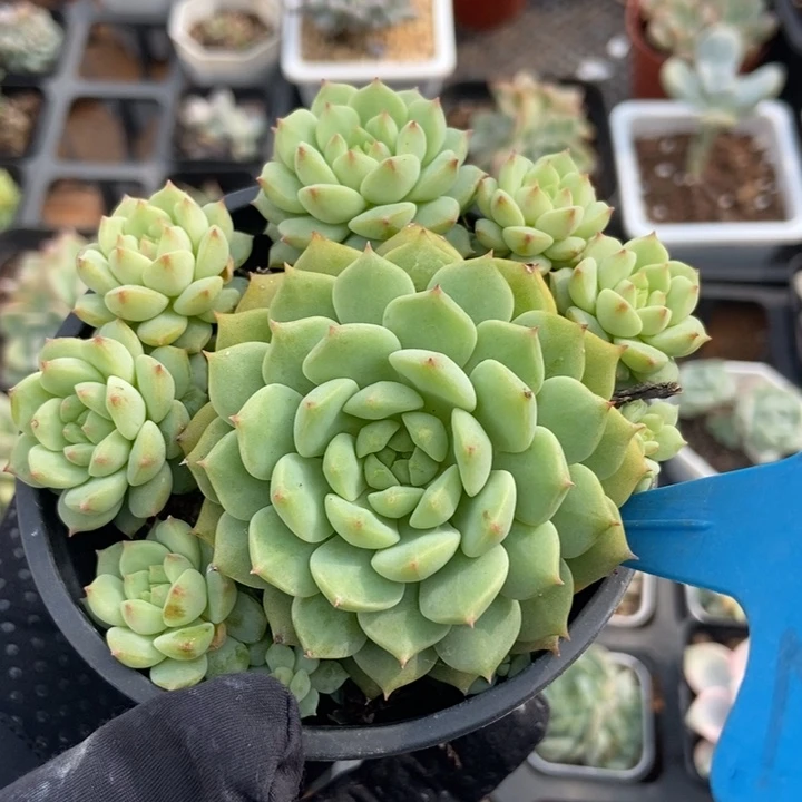 952熊猫脸多肉植物