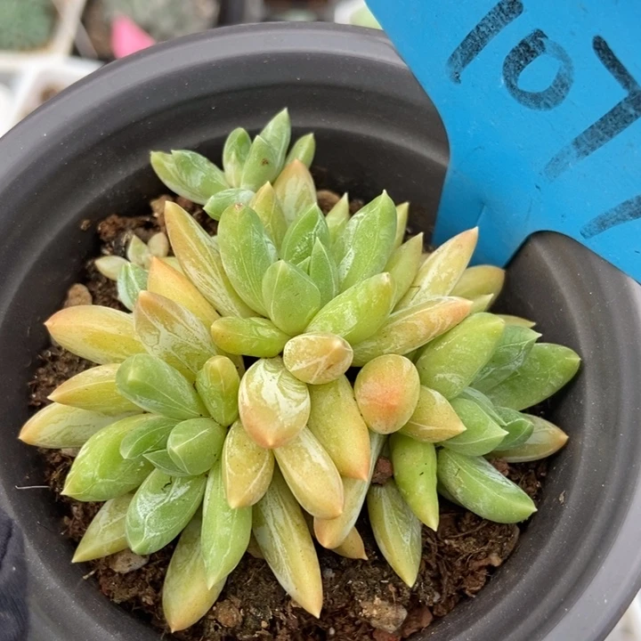 7077水晶蟹爪多肉植物