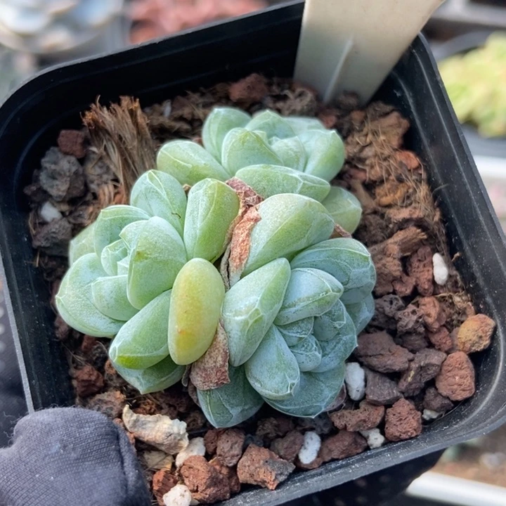 1030冰玉多肉植物保护