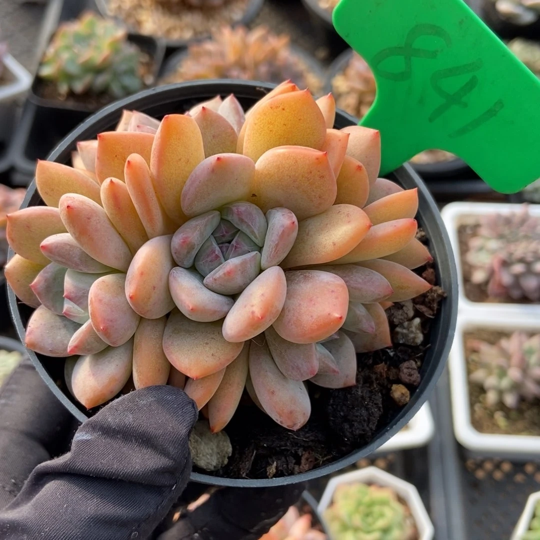 841星影多肉植物保护