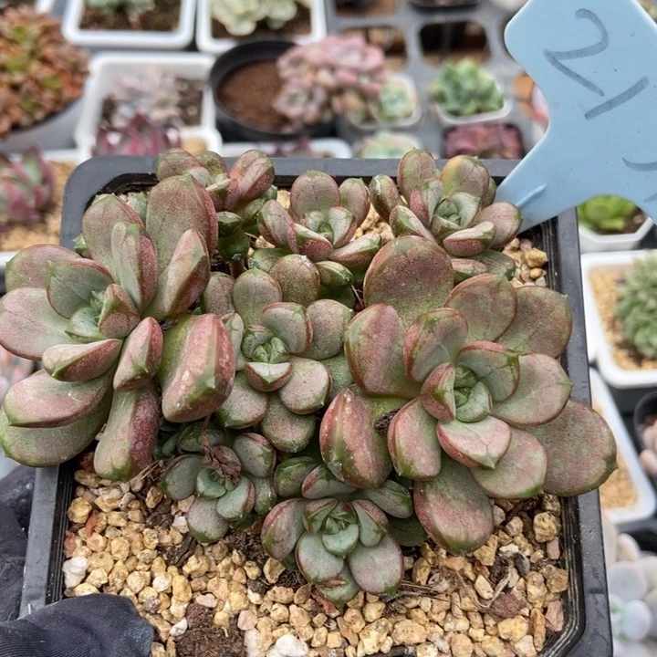 2131葡萄多肉植物