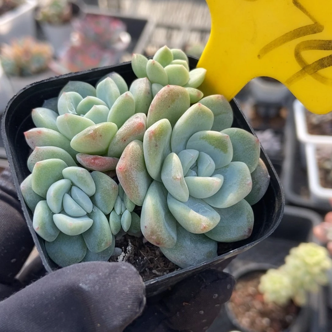 2074冰玉多肉植物保护