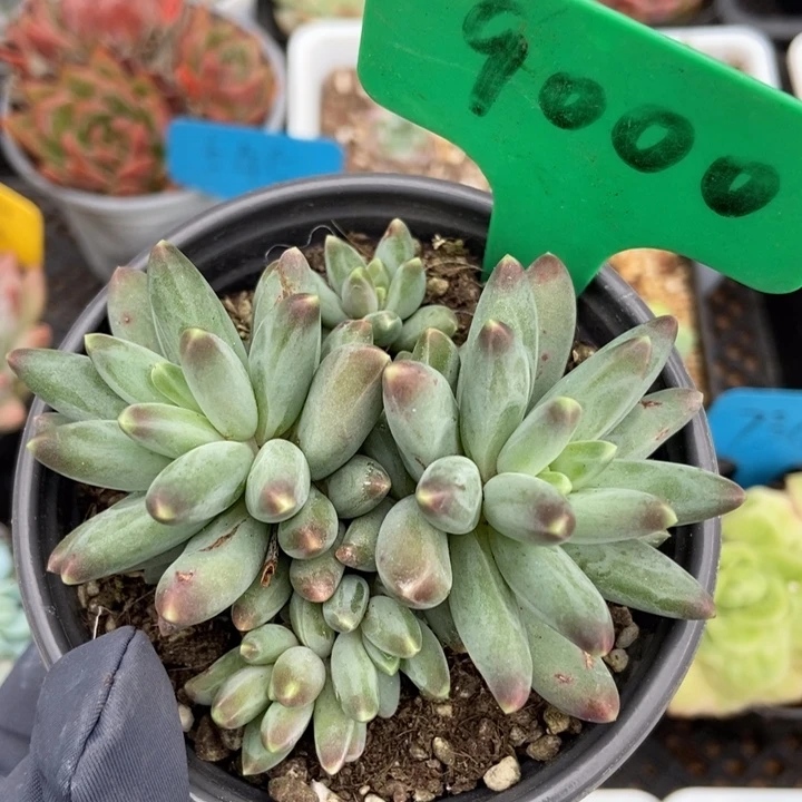 9000乌拉克拉多肉植物