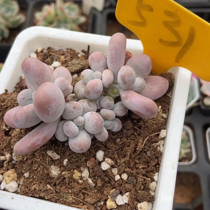 531彩虹奶多肉植物