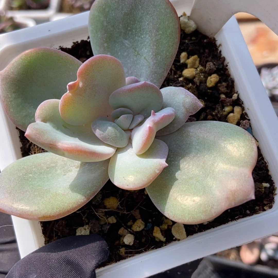 910变异奶茶多肉植物保护