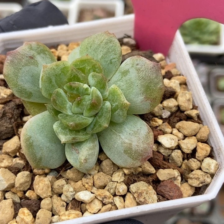 145石化冰魄多肉植物