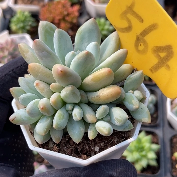 564香水多肉植物保护