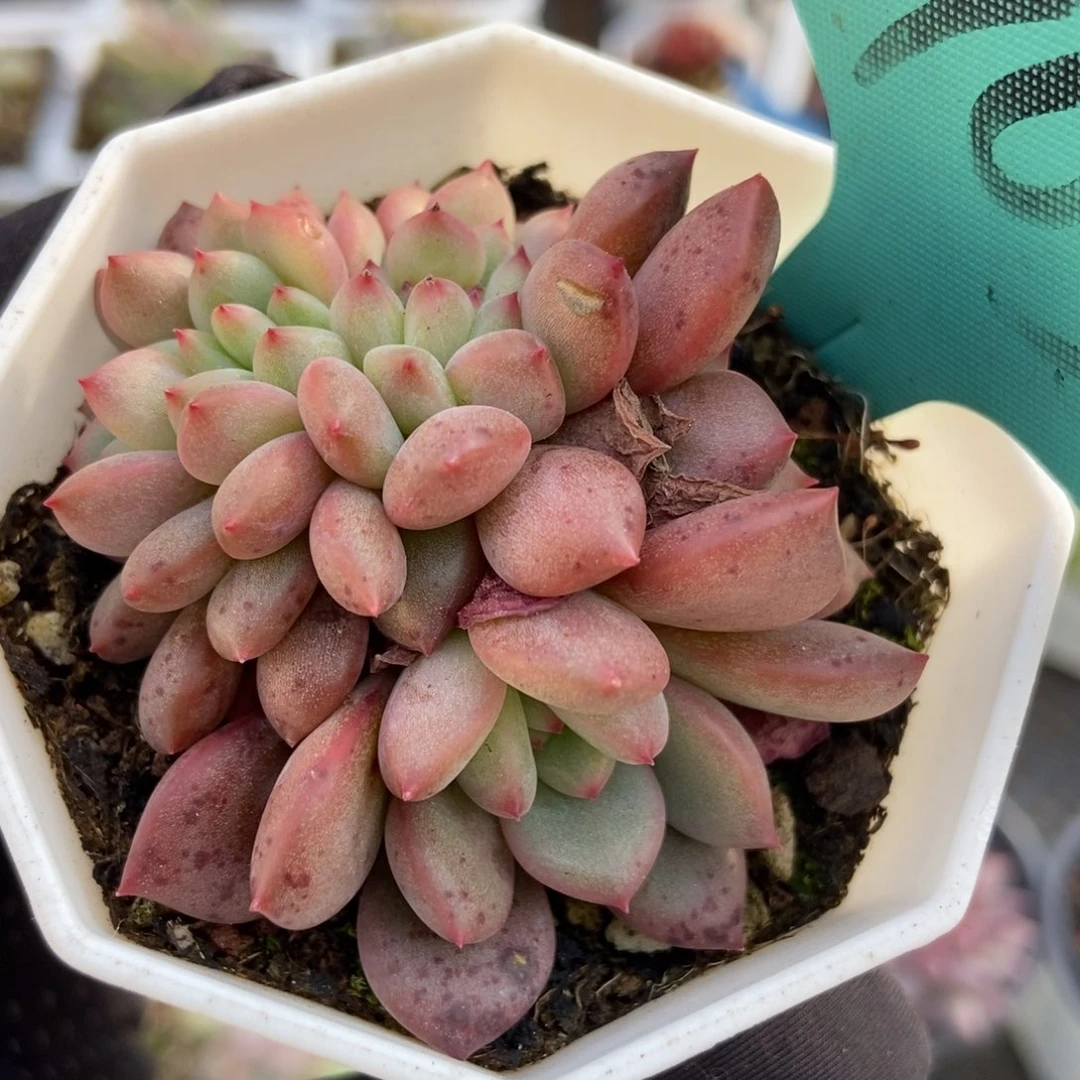 7035爱丽儿多肉植物