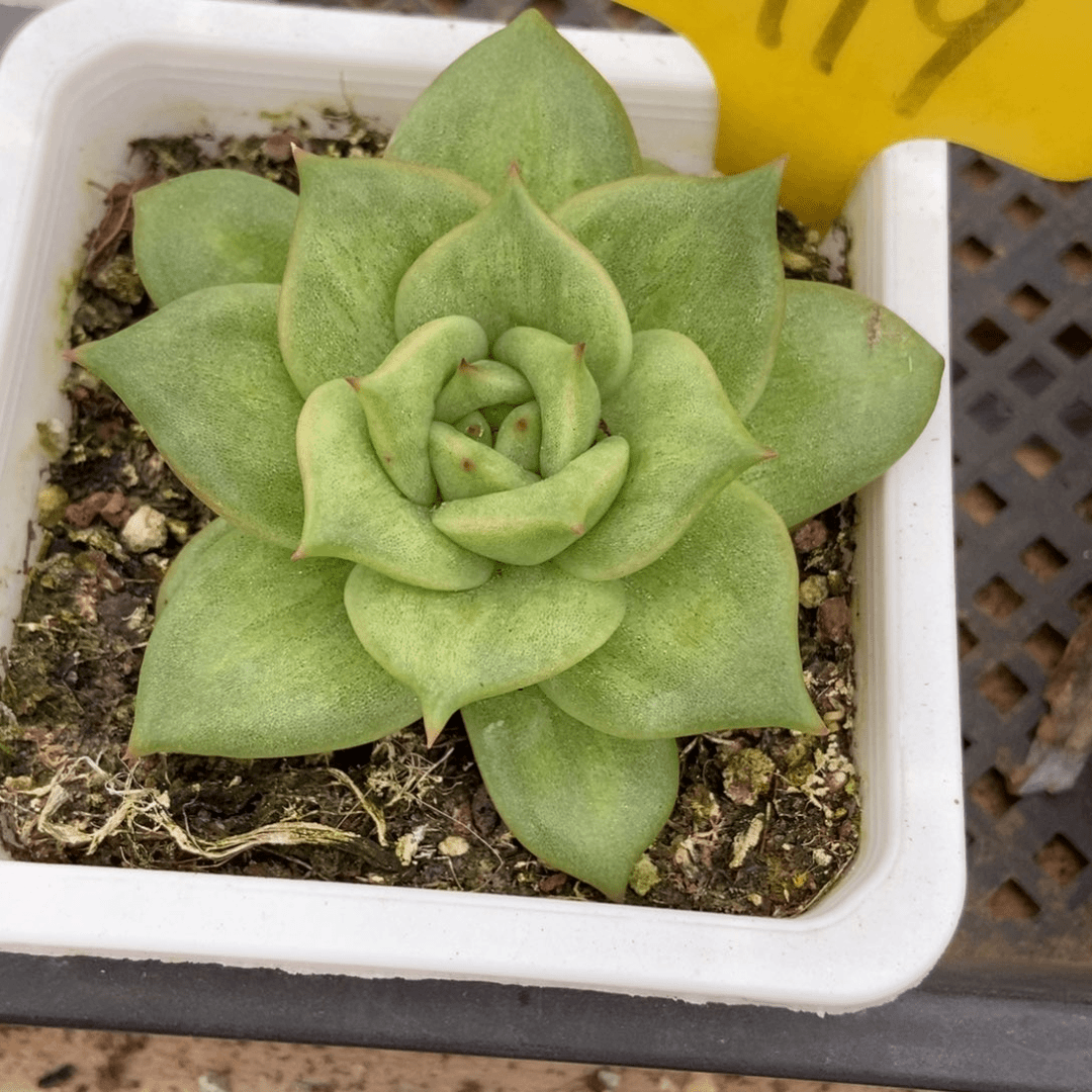 多肉植物蔷薇锦6119