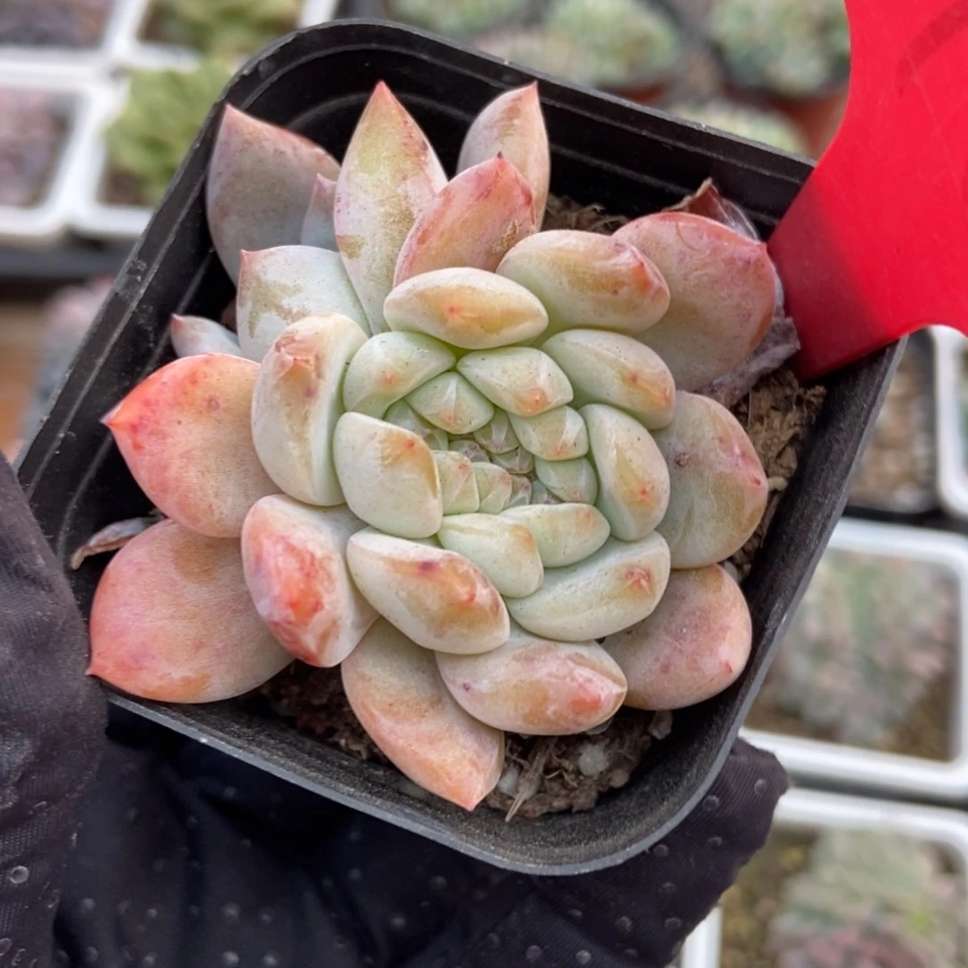 1958雪天使缀多肉植物保护