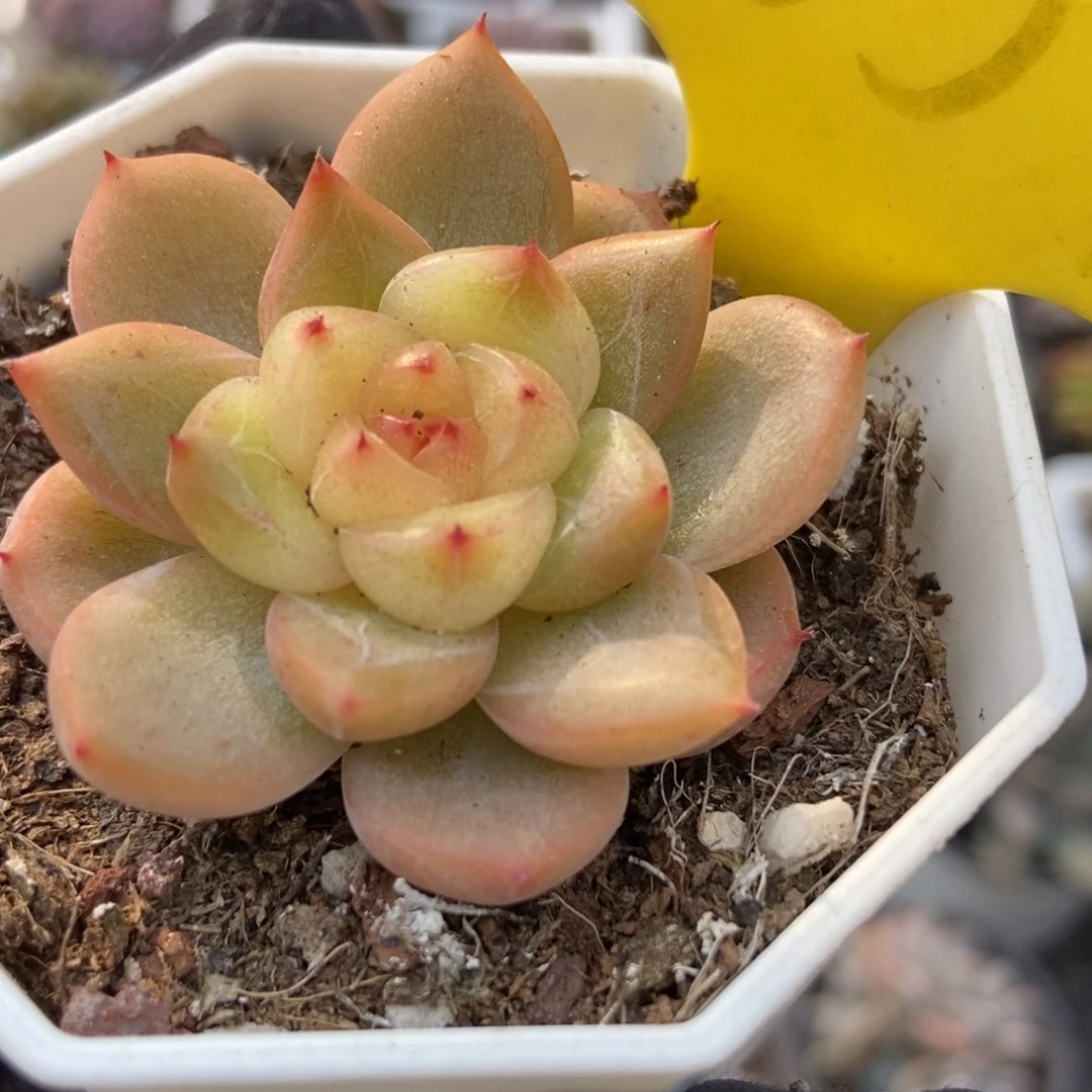 1859珍妮多肉植物保护