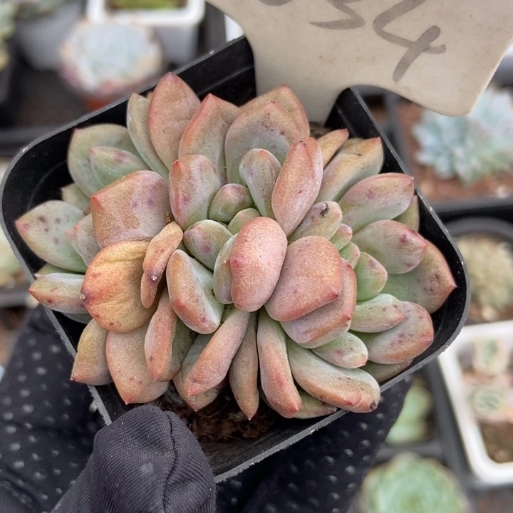 1034爱丽儿多肉植物