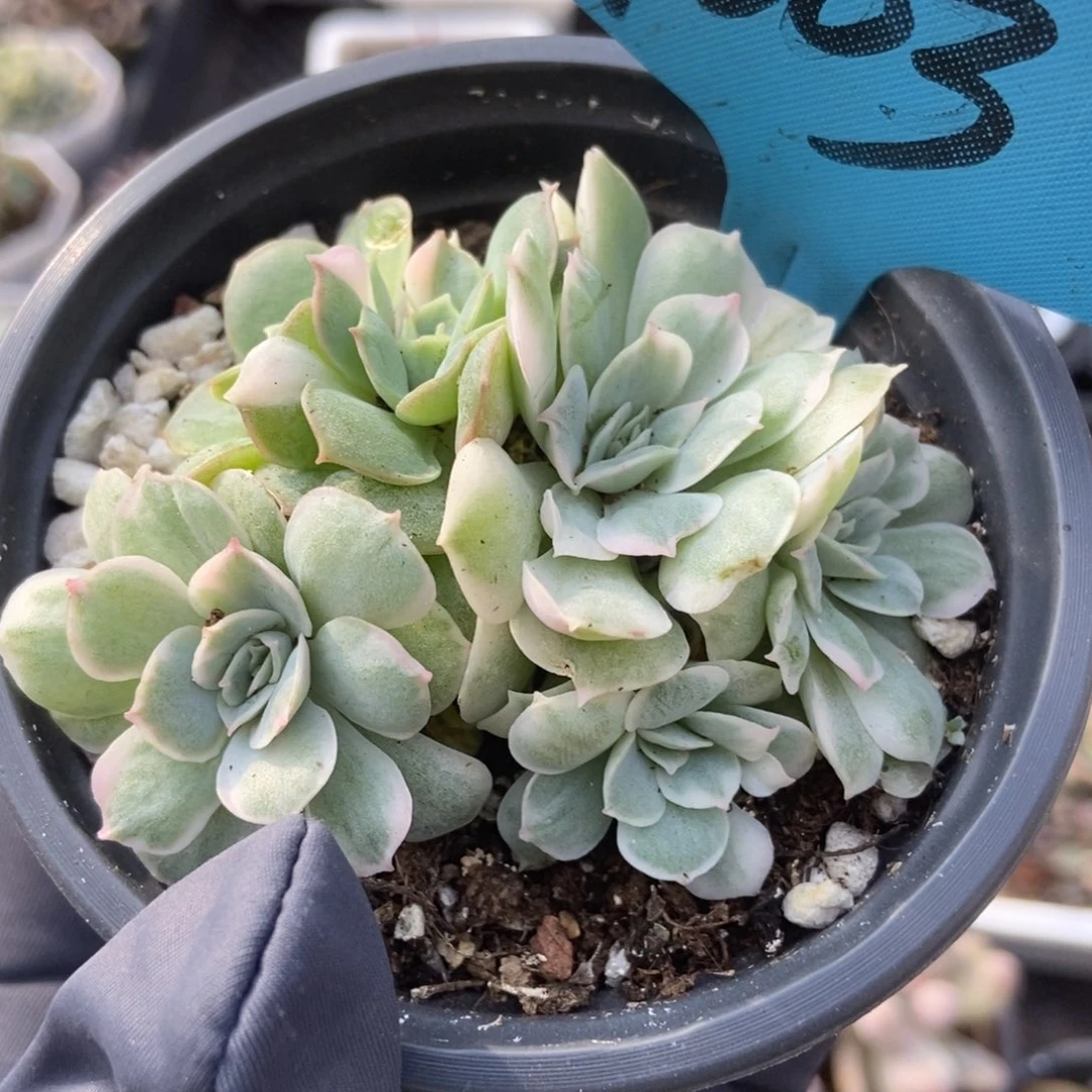 1003盎司诺锦多肉植物