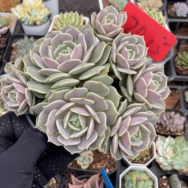 2015露娜莲duopoly多肉植物