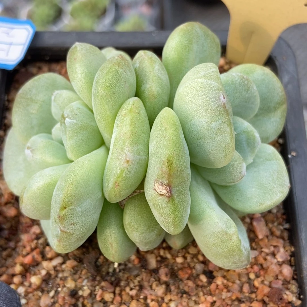 7251冰玉石化多肉植物保护