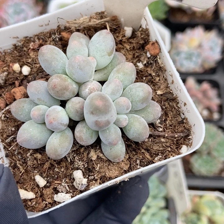 2089汤圆多肉植物保护