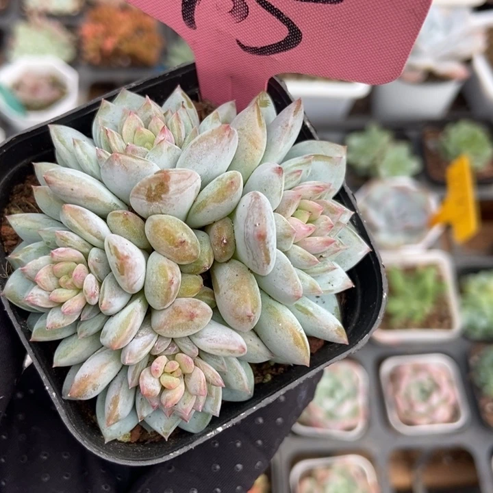 375玉芙蓉多肉植物