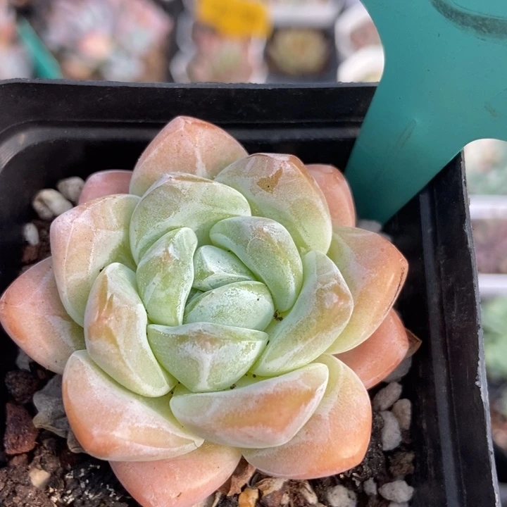 201冰玉多肉植物保护