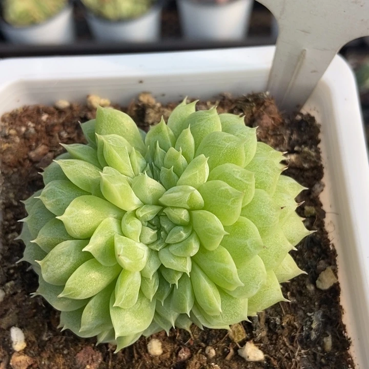 1245潘多拉女王缀多肉植物