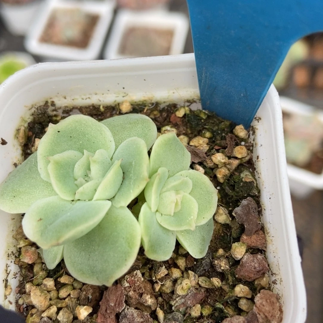 954虾饺多肉植物保护