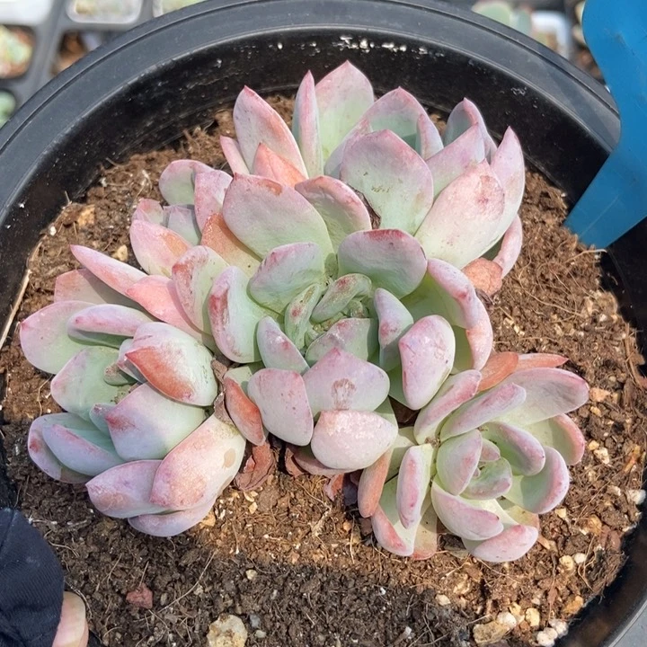 062全明星多肉植物