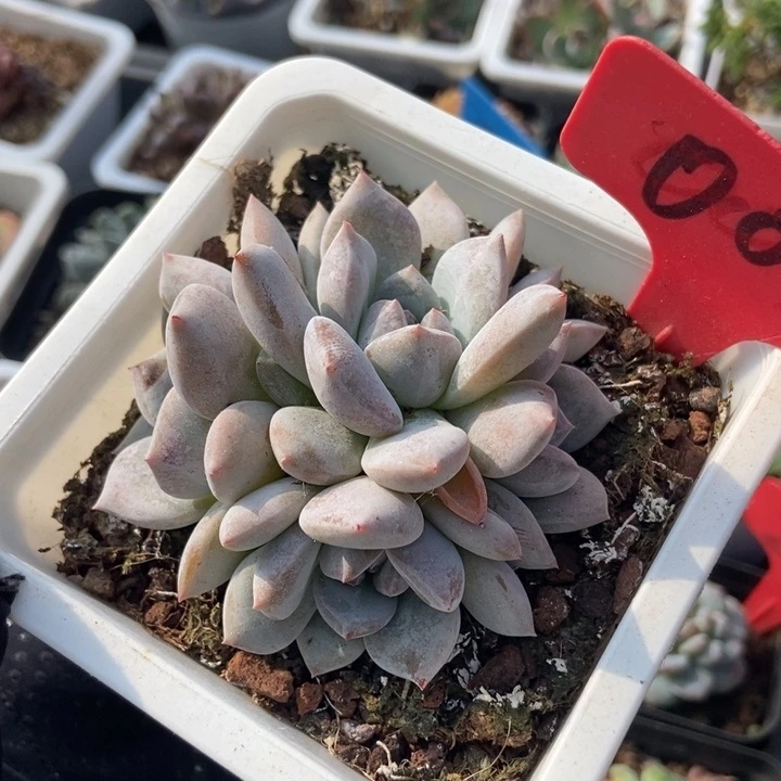 001石榴籽多肉植物保护