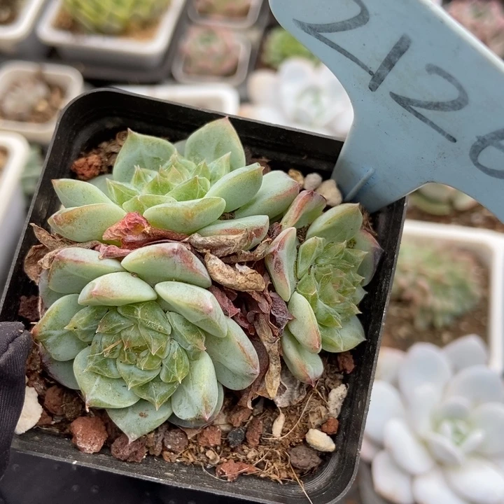 2126溏心冰魄多肉植物