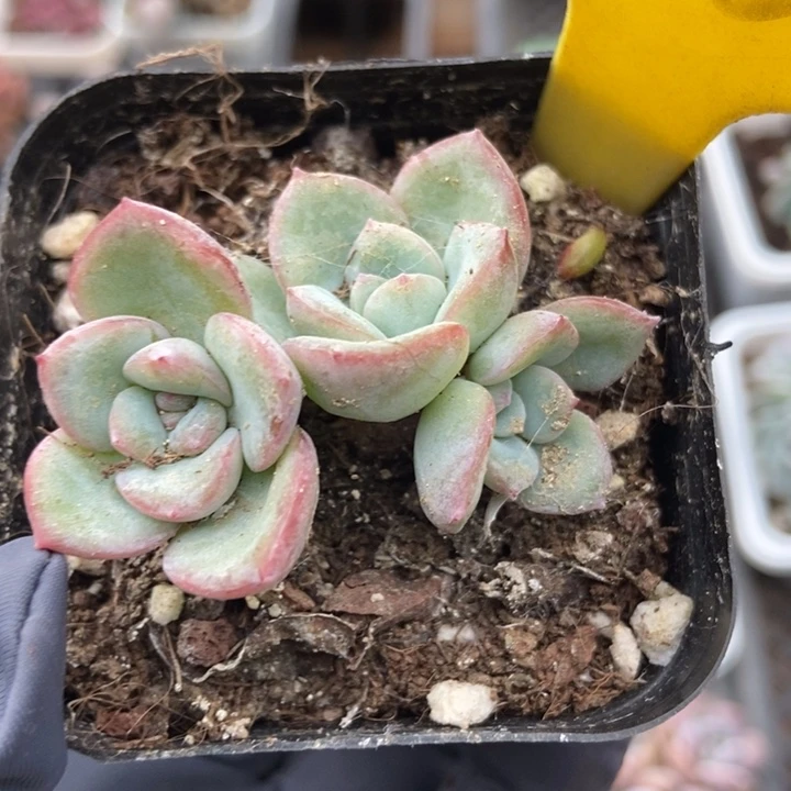 1088泡芙多肉植物保护