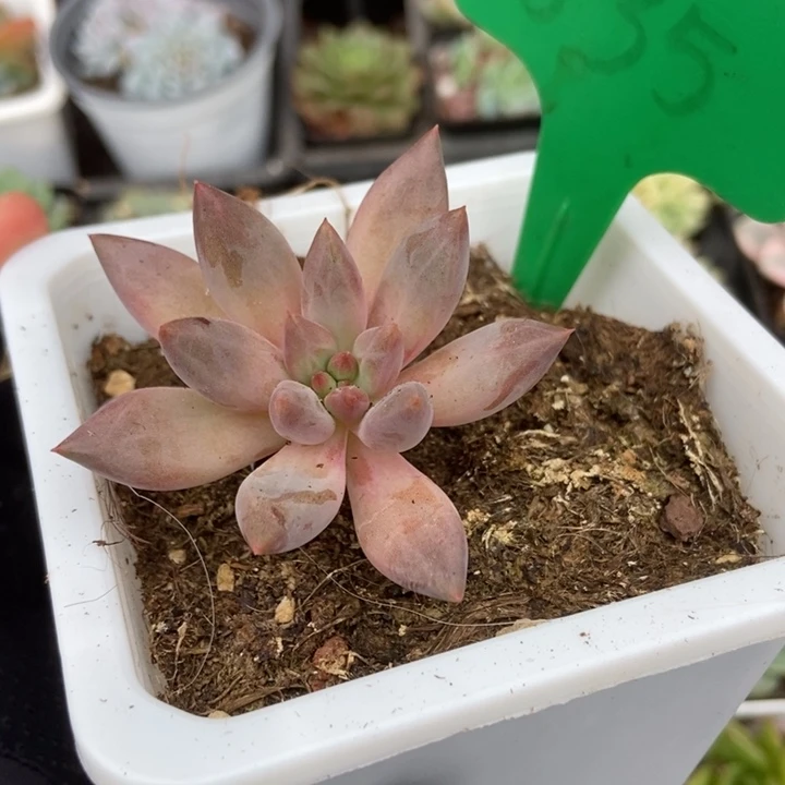 1635虞美人多肉植物