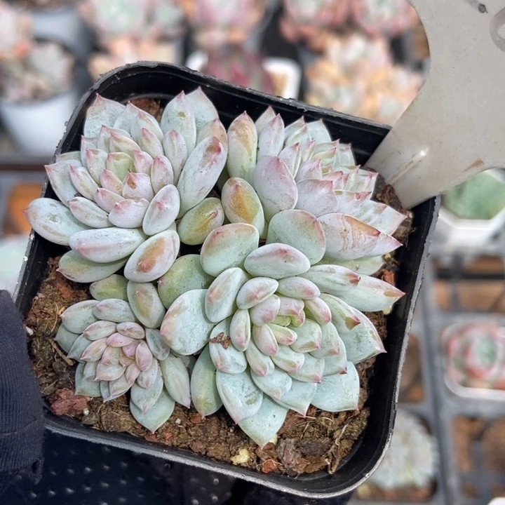 2038玉芙蓉多肉植物