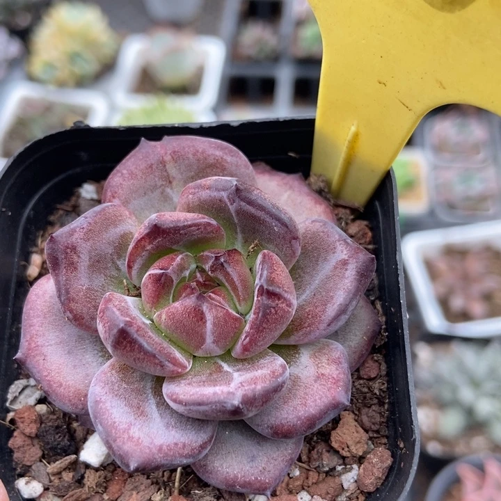 2055夜魔侠多肉植物