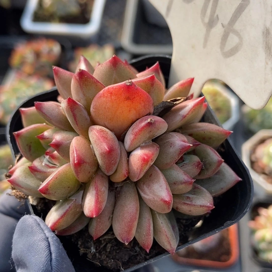 1046夜魔侠多肉植物保护