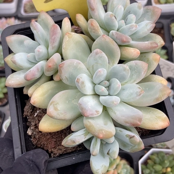 2079香水多肉植物保护